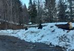 3 junge Bären am Straßenrand bei der Heimfahrt mit dem Auto von einer Skitour
